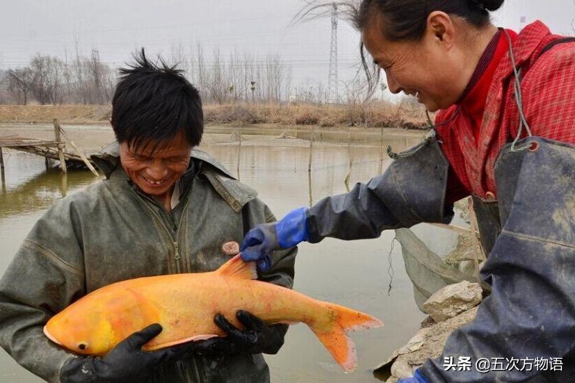 中国四大家鱼的视频,人们常说的四大家鱼