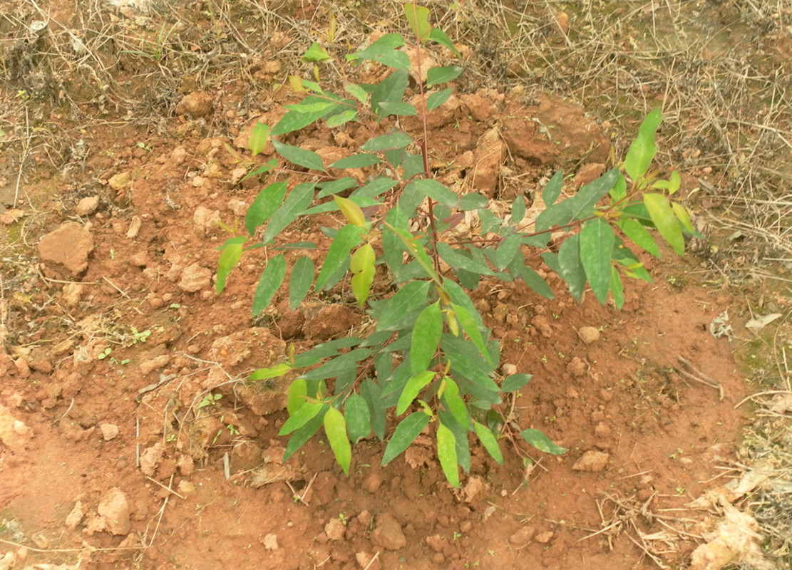断子绝孙桉树,断子绝孙树为啥广西还大面积种植