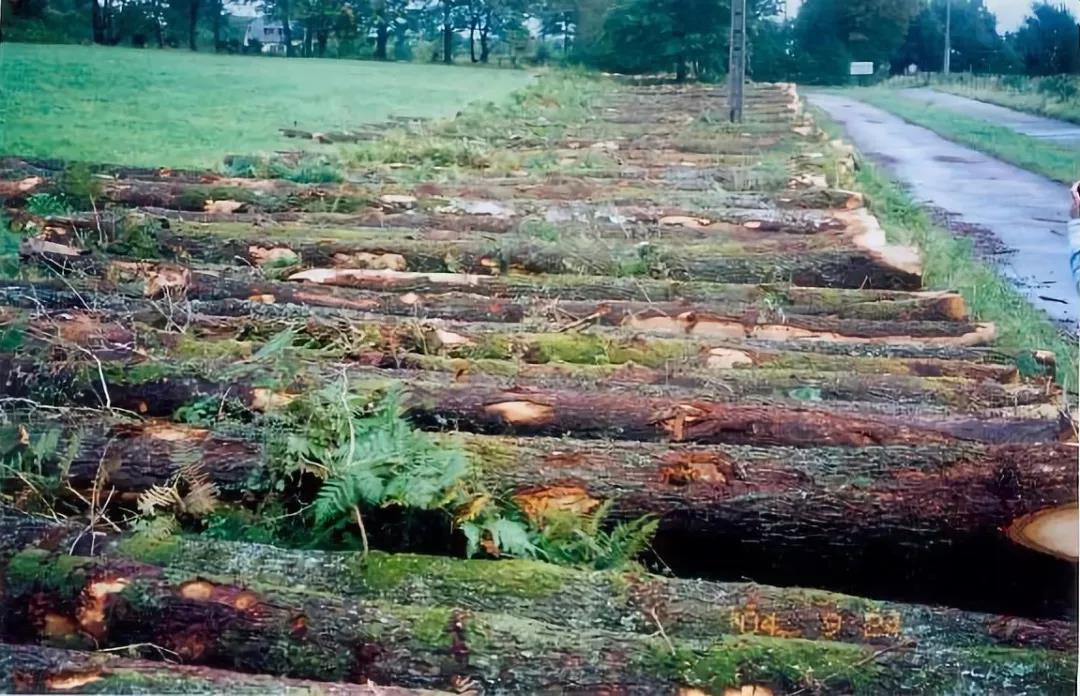 烟熏橡木和红橡的区别,美国红橡和白橡木有什么区别
