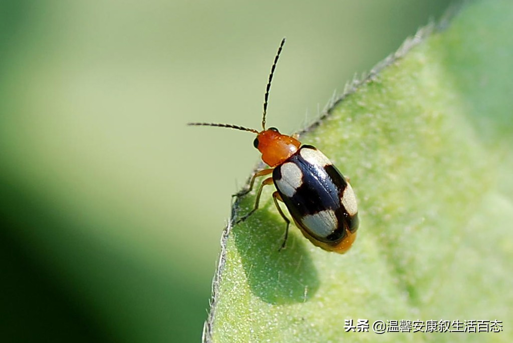 了解昆虫的基本知识,昆虫里面到底有哪些你不认识的