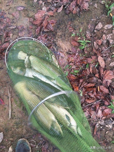 意外的大物鱼情狂切子线最后我用这种方法成功搏大物