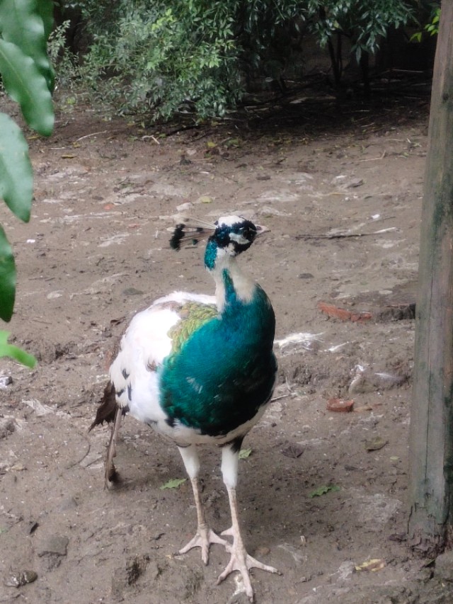 成都动物园免费预约,成都动物园视频全景