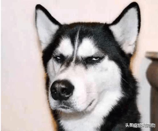 常见宠物狗类型及价格表,几种常见宠物狗的价格图片对比