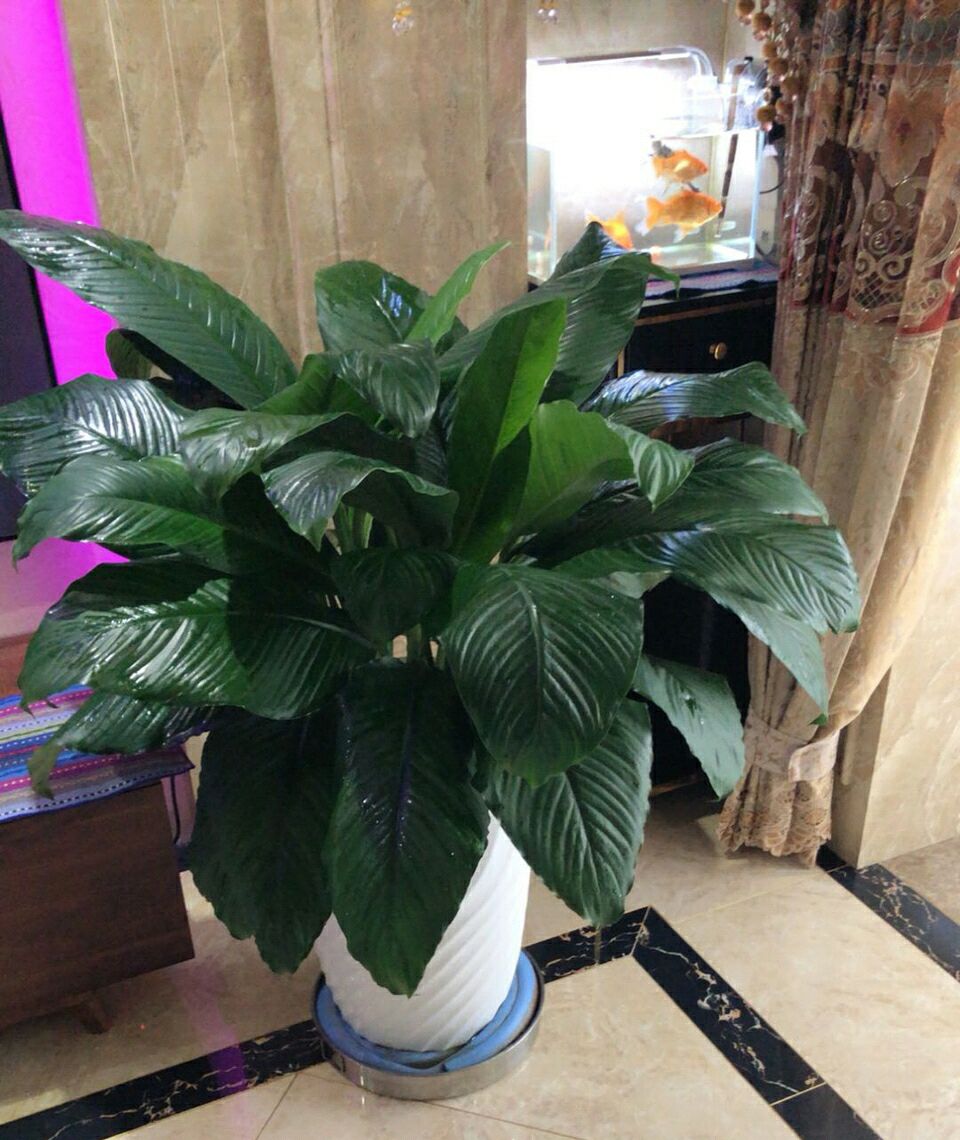 万年青叶子都枯了该怎么修剪,万年青中间干枯怎么修剪