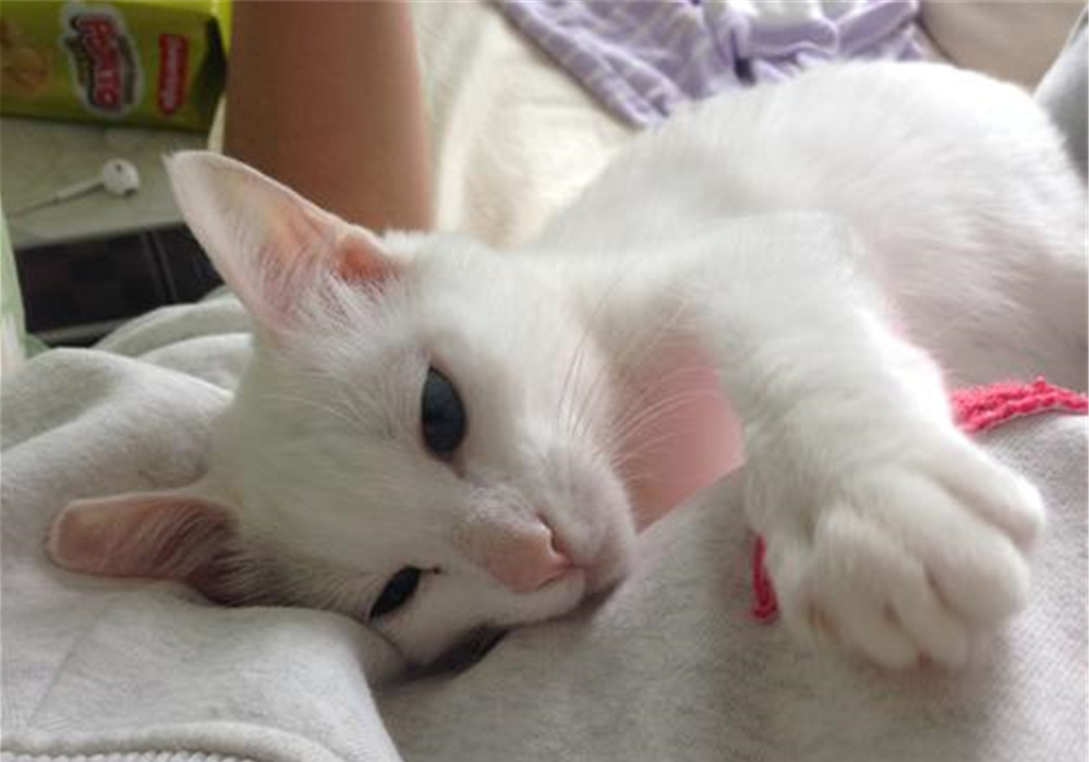 猫咪割眼皮是咋回事,猫咪下眼睑内翻如何自行恢复