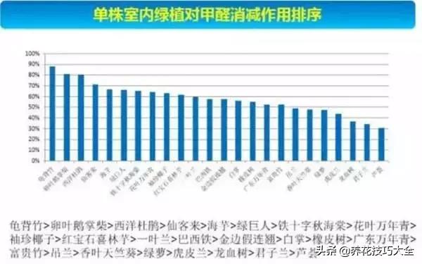 绿萝吊兰怎么去甲醛,这4种花比吊兰绿萝好养