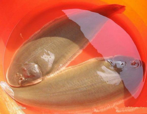 海鲜大全,最全海鲜冷知识