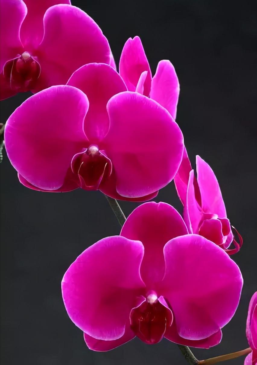 鍏拌姳绉嶇被鍥鹃壌,鐪嬭姦澶磋鲸鍏拌姳绉嶇被