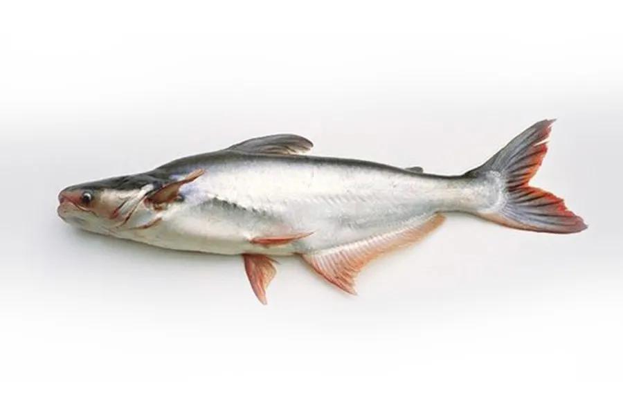 中国本土正宗鱼类品种大全,进口鱼类最新消息
