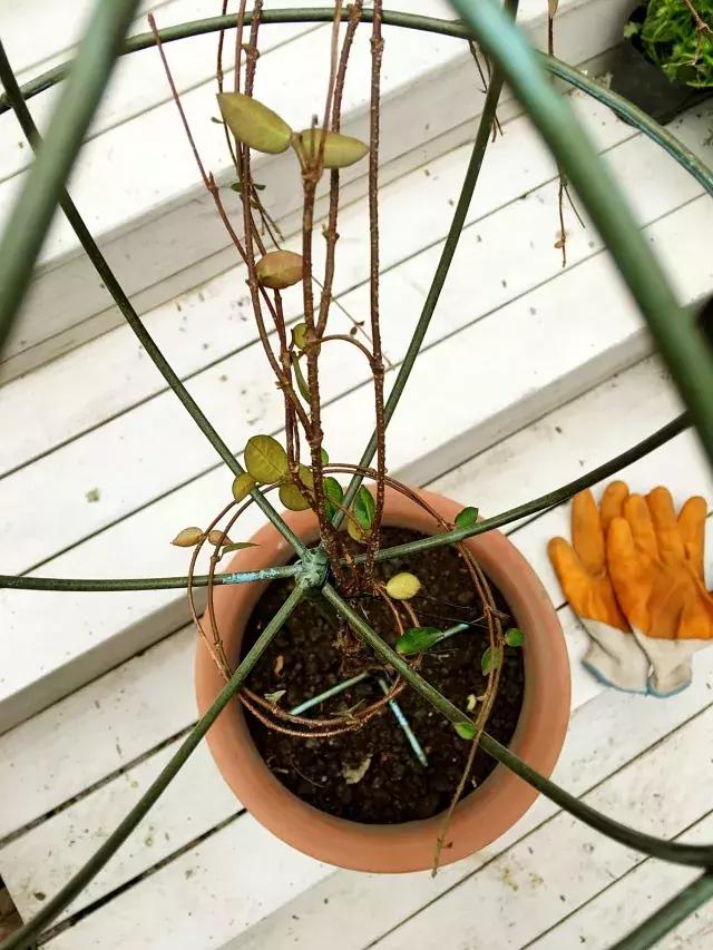 家庭棒棒糖花束制作教程,家庭园艺的制作方法