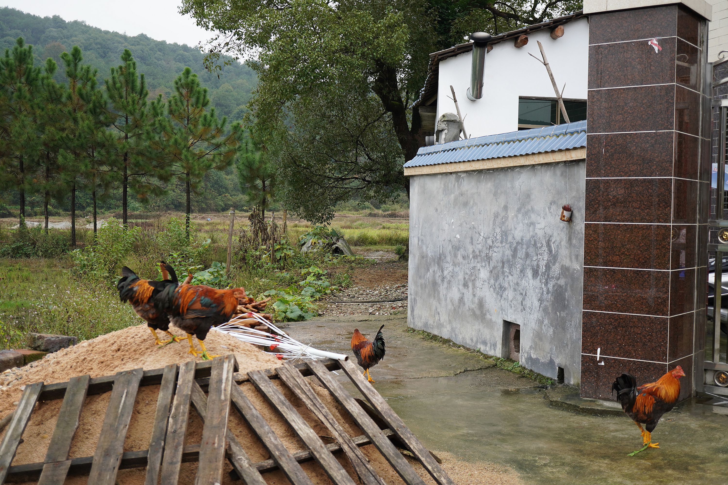 小米墙挂式监控摄像头,1台监控摄像头连接二台录像机