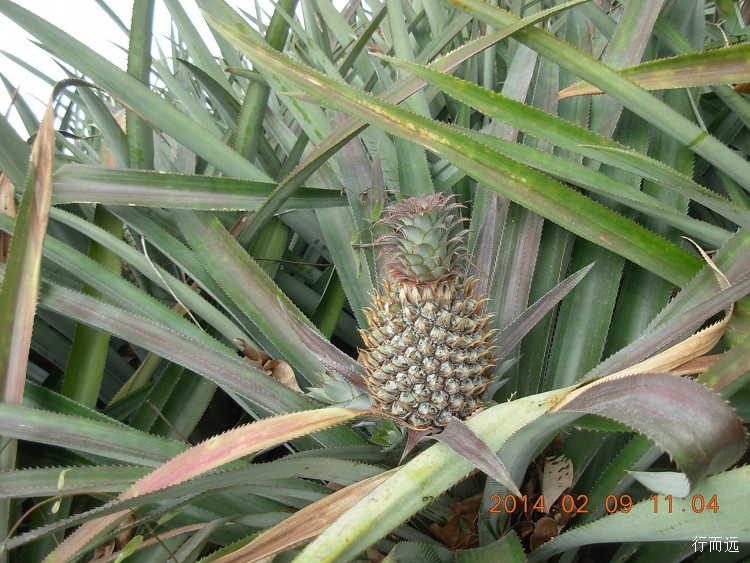 海南环岛骑行的结束感悟,环海南岛骑行中线和西线