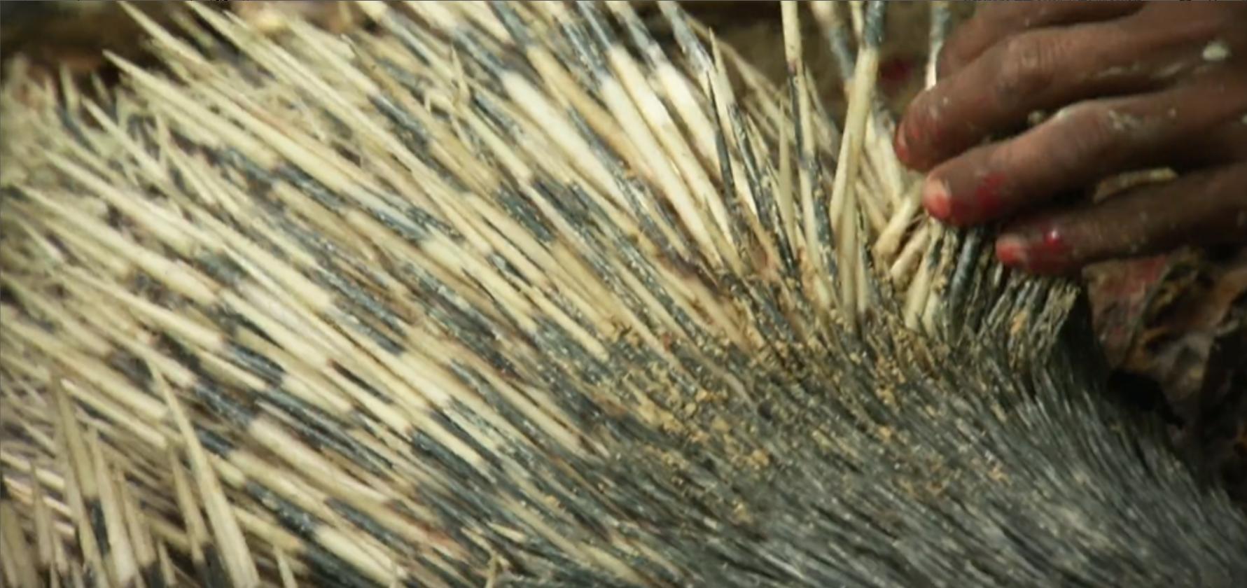 黄喉捕猎猴子全过程,野外捕杀猴子纪录片