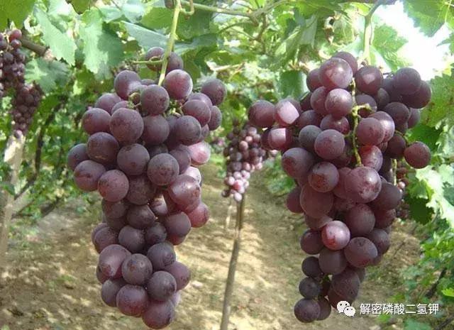 叶面肥磷酸二氢钾如何使用 (叶面肥磷酸二氢钾使用方法用量)