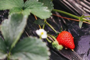 一红到底只卖一天，盒马的葲荭草莓逼疯供应商