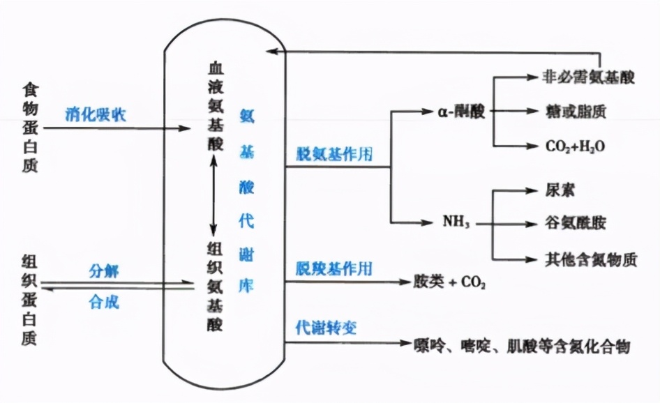 尿素指标偏高怎么解决,尿素升高的表现