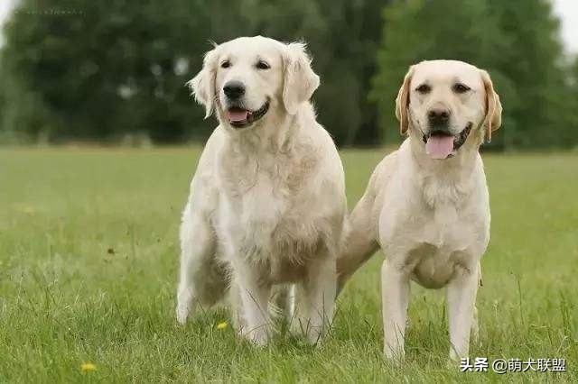 拉布拉多金毛谁的智商高,怎样区别金毛和拉布拉多