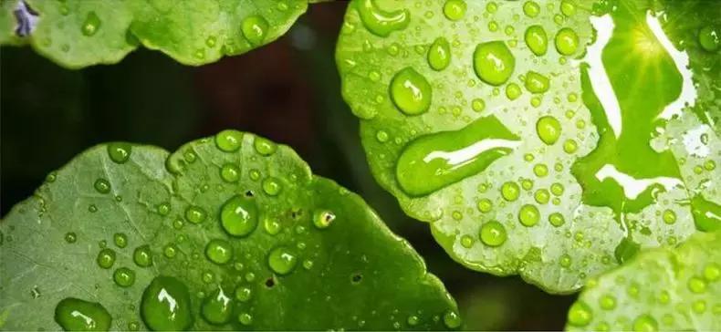 韩国再生bb霜图片,韩国水光再生bb霜