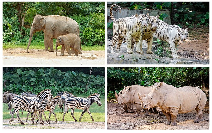 五一假期去哪玩带孩子广州长隆,周末亲子游乐享长隆欢乐时光
