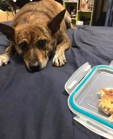 狗子感受到人类胎动,狗趴在主人肚子上听到胎动