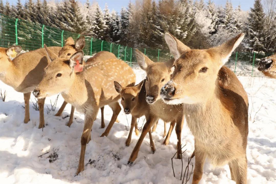 长白山鲁能胜地适合孩子吗,长白山鲁能胜地