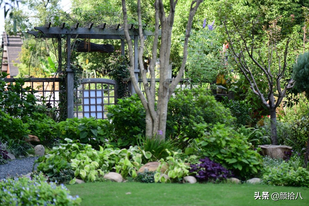 花园里的银边麦冬太好看，竟然被偷了|园丁