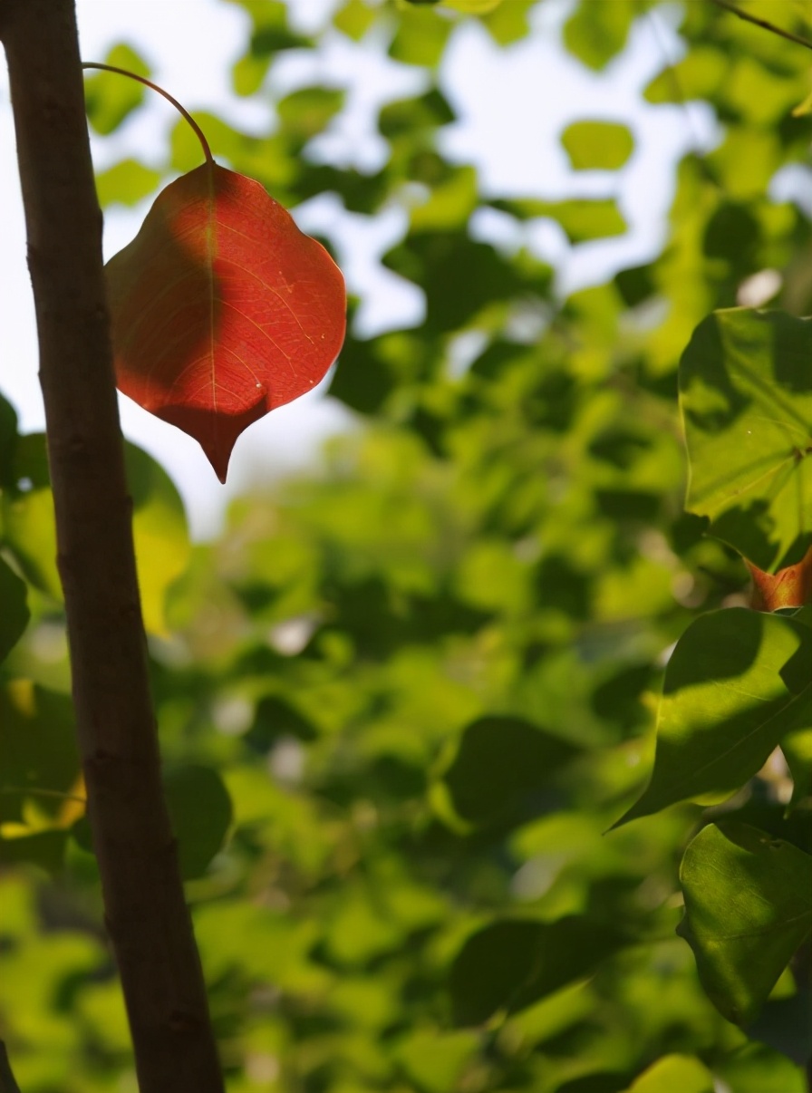 诗词赏析每日一首思念,诗词赏析每日一首秋