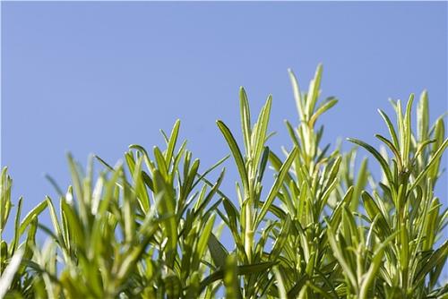 头皮上抠出白泥是螨虫还是头皮屑,头皮有螨虫怎么除螨