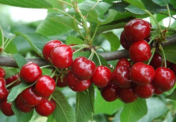 樱桃栽培技术与管理方法视频讲解,大棚一根棍樱桃栽培与管理