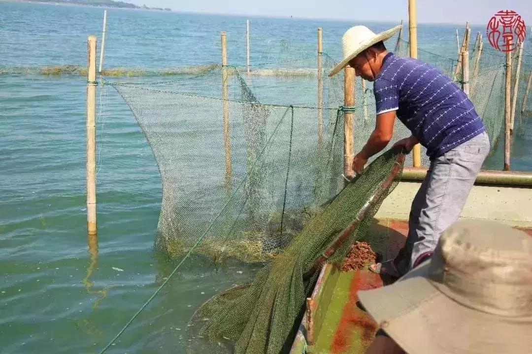 苏州通安的特色,苏州通安有什么美食