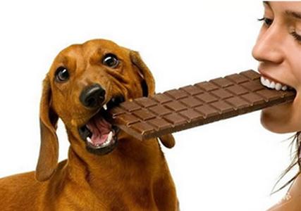 狗的七大禁忌食物,狗的十大禁忌食物一览表