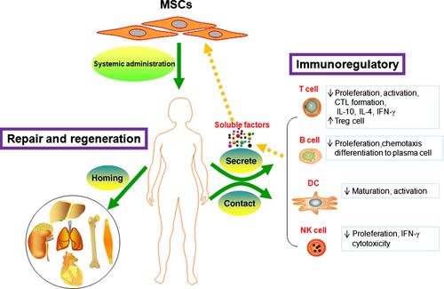 红斑狼疮做干细胞移植多少钱,干细胞治疗系统性红斑狼疮