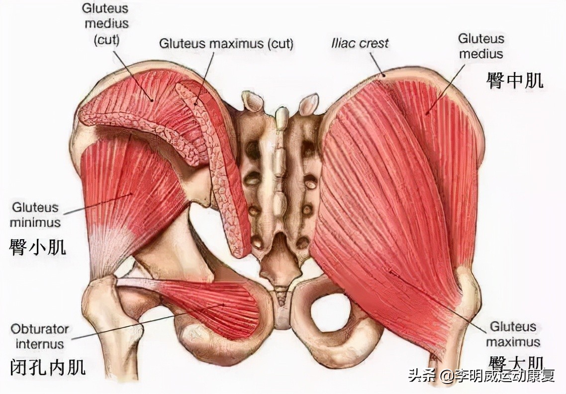 骨盆不正的危害动画视频,骨盆不正危害图片