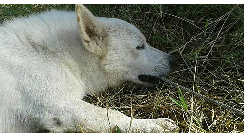 狗狗是最忠诚的动物舍命救主,狗狗挖洞埋自己被主人救活