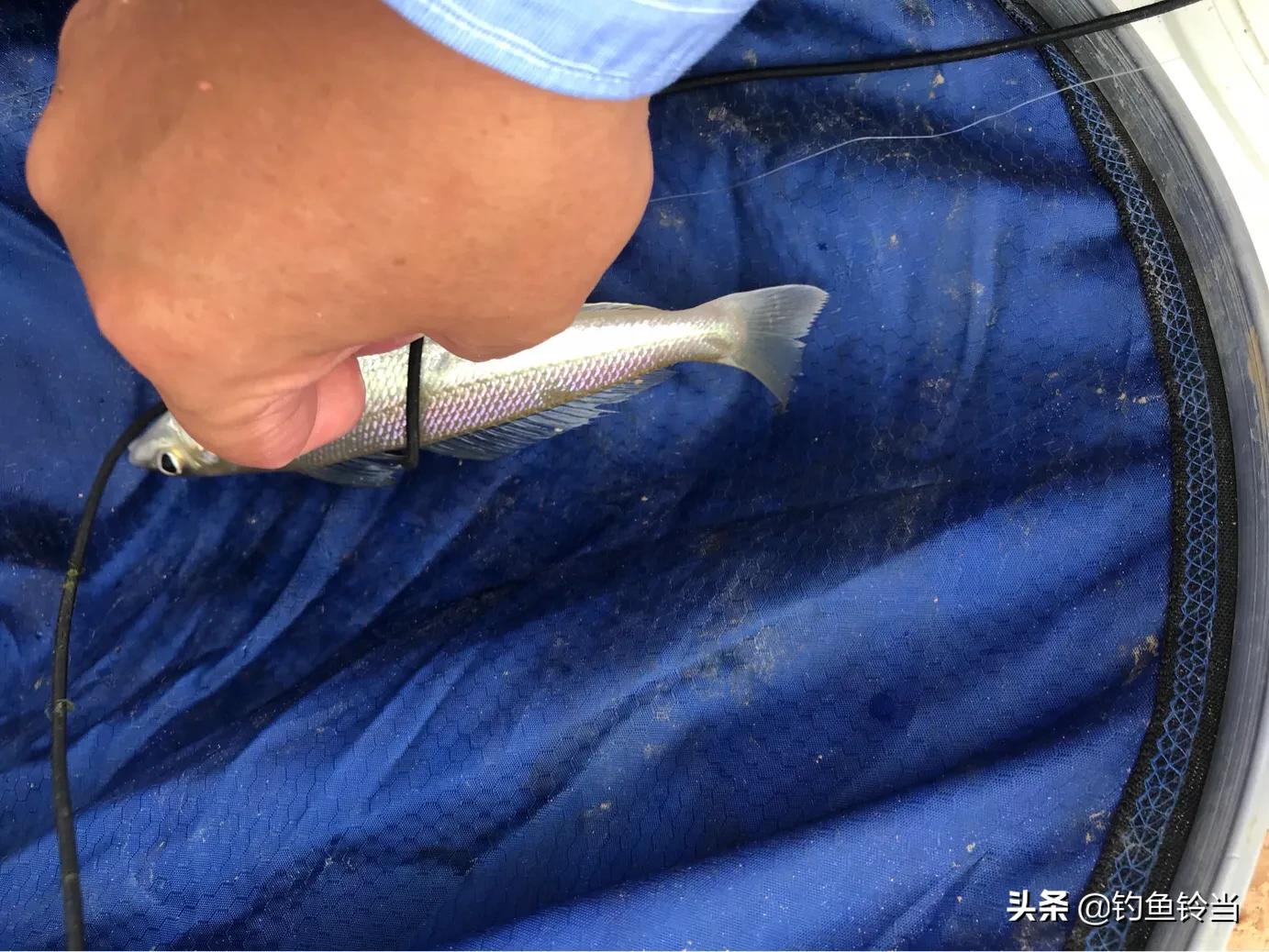 沙尖鱼钓法,沙尖鱼习性