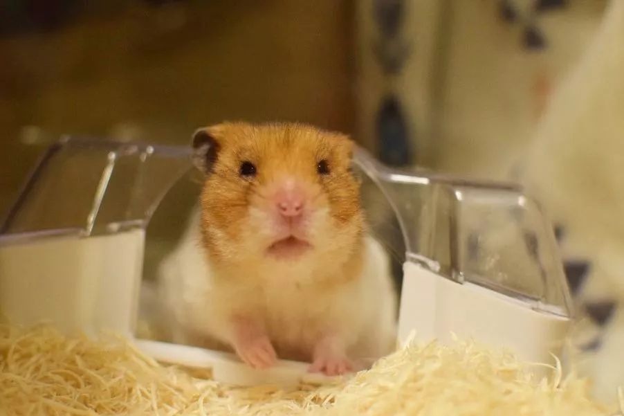 仓鼠什么粮食常吃会引起他挑食,仓鼠为什么不爱吃鼠粮