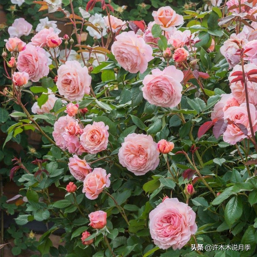 比较香又好养的月季 (颜值高又好养的月季适合阳台党的)