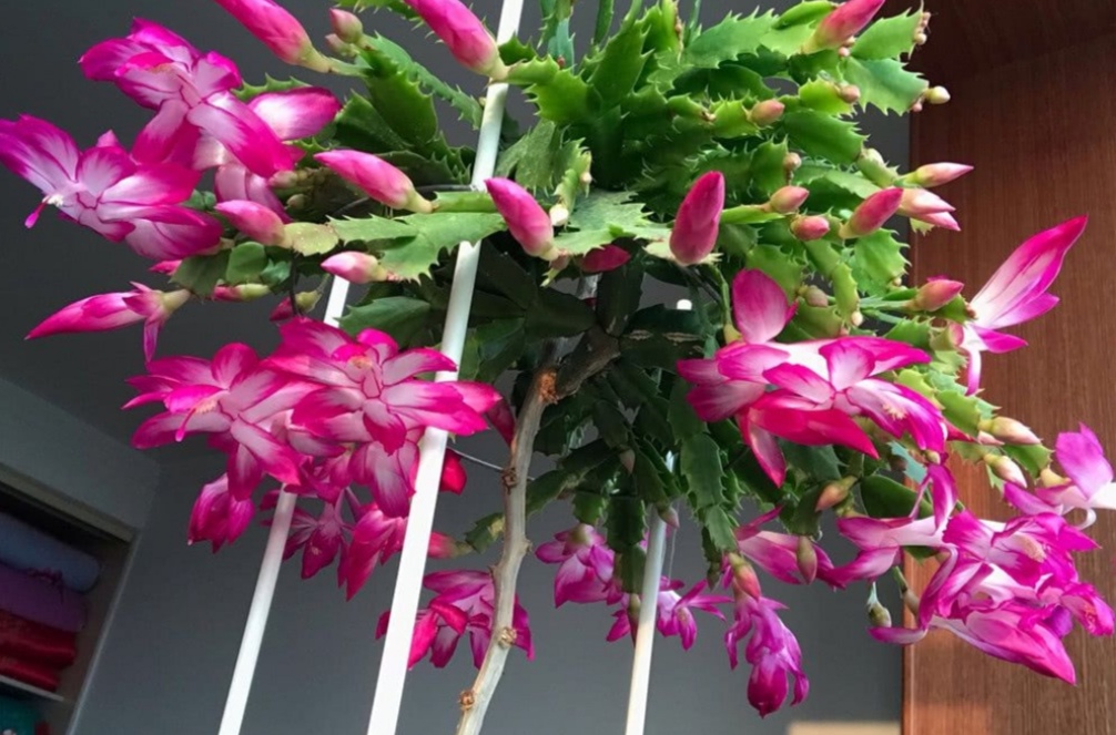 仙人指跟蟹爪兰一样养护吗,仙人指和蟹爪兰一样养吗