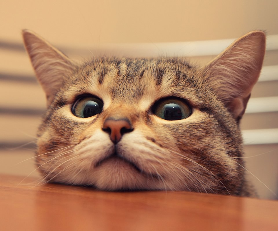 猫泪痕怎么去除涂什么药,猫泪痕滴什么药