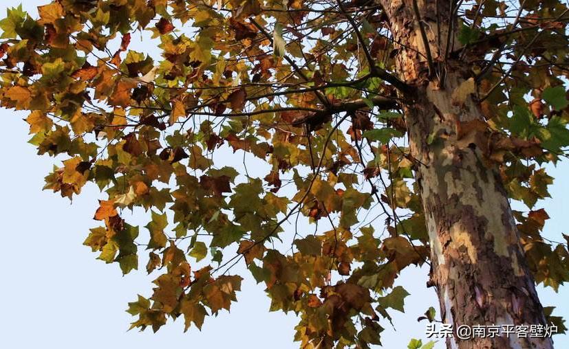 真火壁炉适合什么木材,真火壁炉燃料