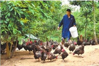 养殖生态鸡致富新路子,散养蛋鸡致富经