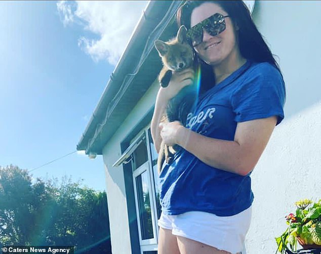 一只狐狸被收养,狐狸和狗能够繁育后代吗