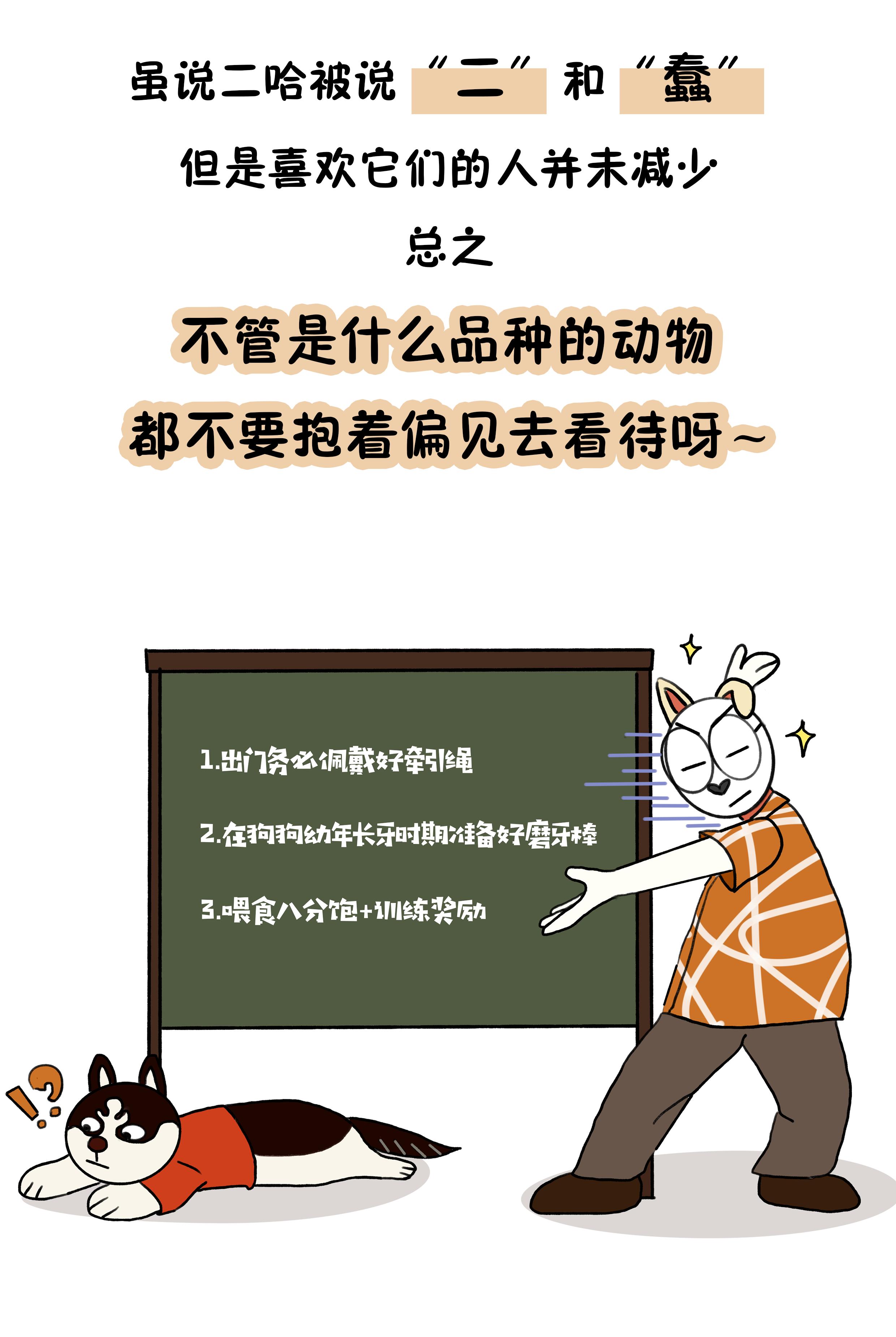 作为狗界泥石流,哈士奇当真这么笨?辟谣:服从性不等于智商