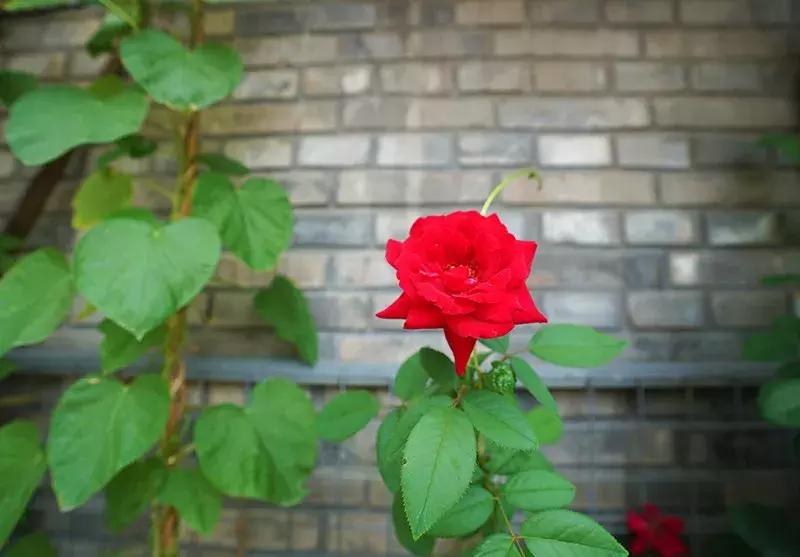 胡同里的日常生活,胡同里的北京生活