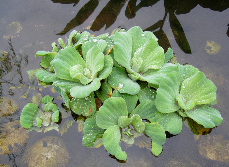 入侵植物都有哪些,混得最惨的入侵植物你有吃过吗