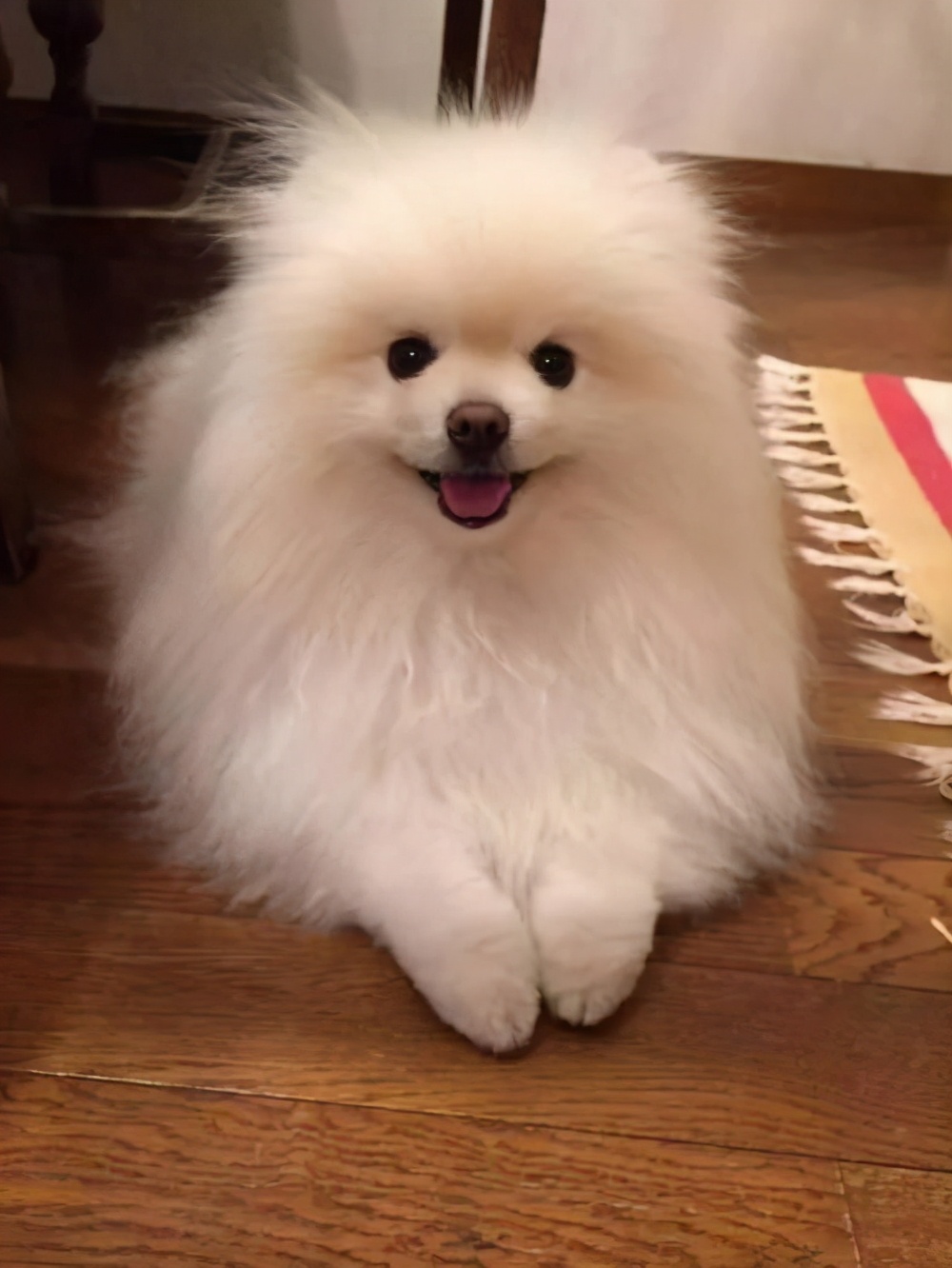 如果博美幼崽一直叫怎么办,博美吃东西一碰就呜呜叫