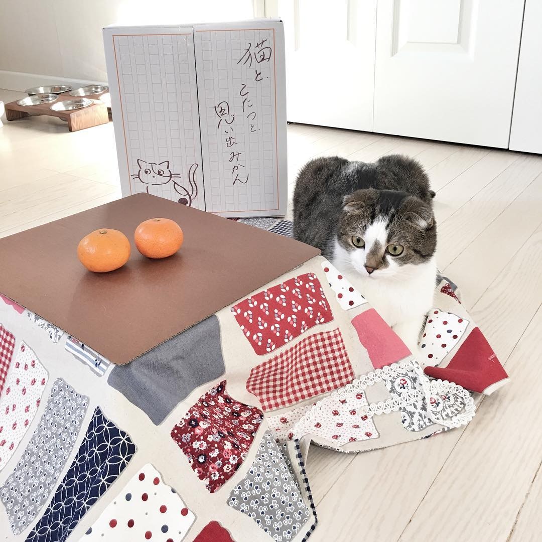 日本网店出奇招拉生意,橘子箱可变成猫用被炉,引得猫奴买箱还橘