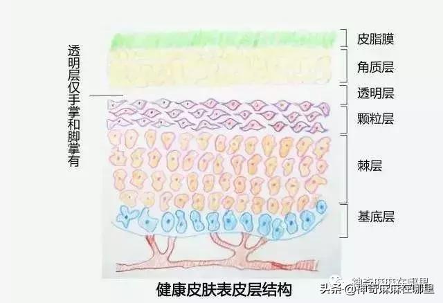 bbc珍珠面霜 (bbc沙棘面霜)