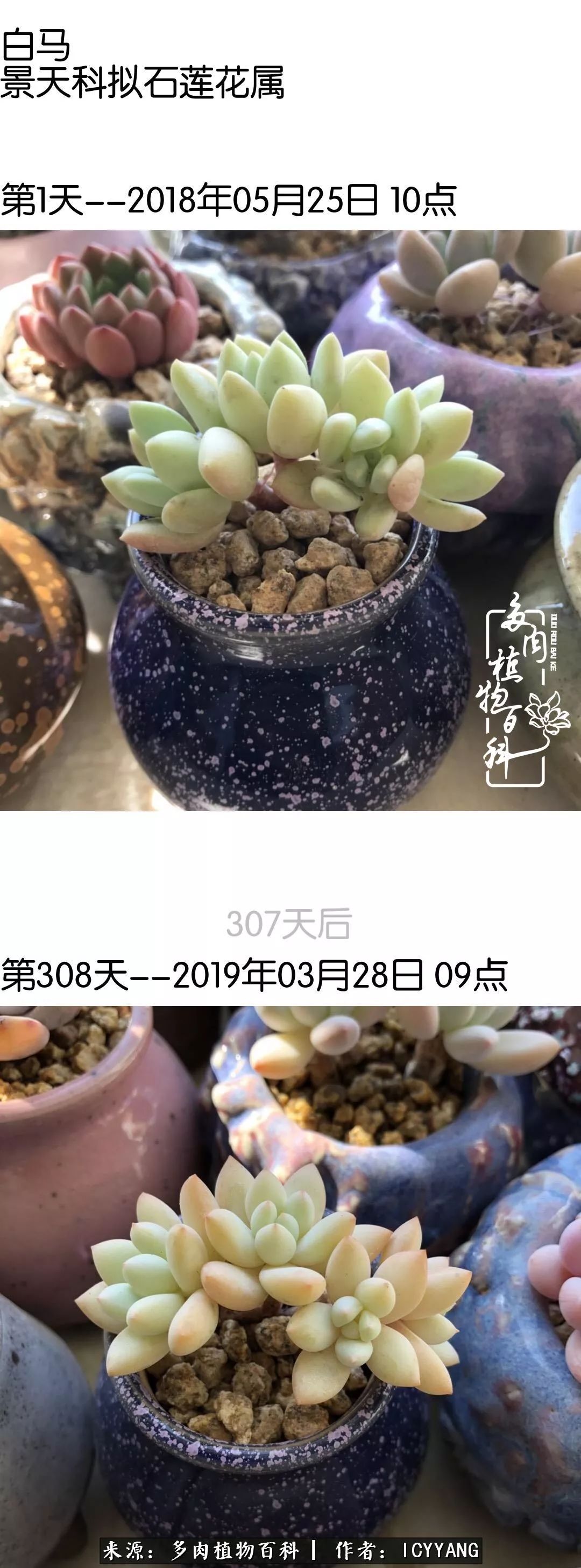 室内阳台多肉的养护方法,景天多肉养护