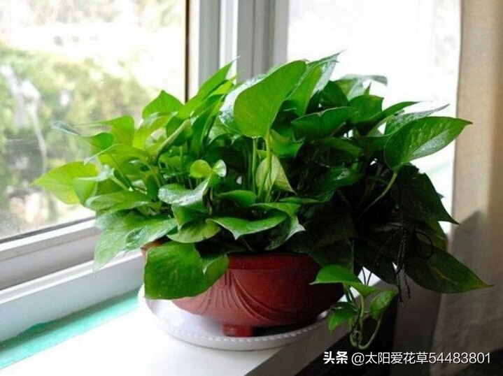 夏天绿萝怎么养才能爆盆和爬满墙,一盆绿萝新叶片翠绿